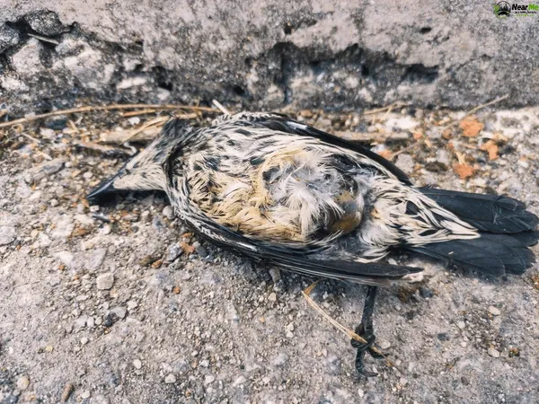 Dead Bird Removal Boyland