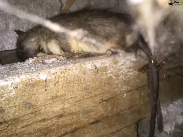 Dead Rat Removal Boyland